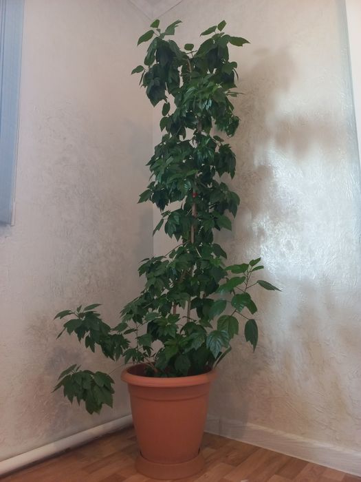 Үй гүлдері сатылады