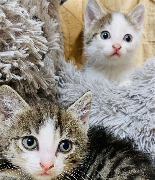 Отдам котят в добрые руки!!