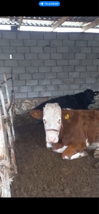 Simental angus  bugoz mollar sotiladi