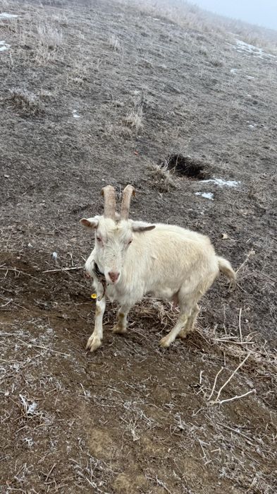 Продам дойную зааненскую козу