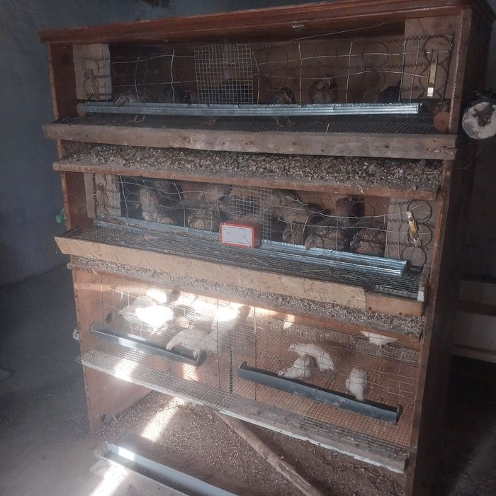 Бөдене сатылады жұмыртқа туып тұр.