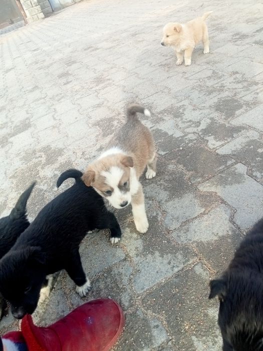 Отдам щенят в хорошие руки