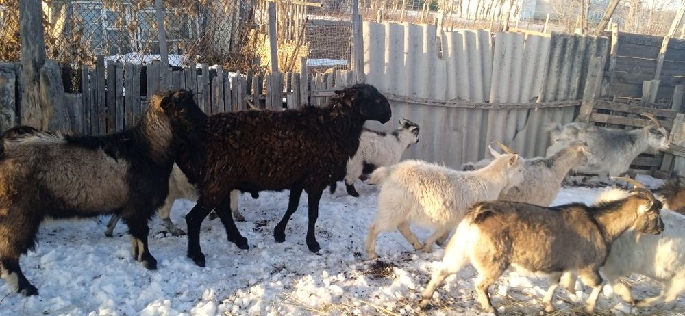 Продам кошкара .