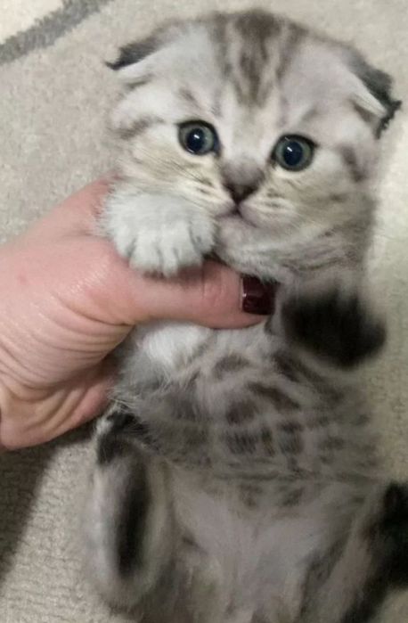Шотландские котята