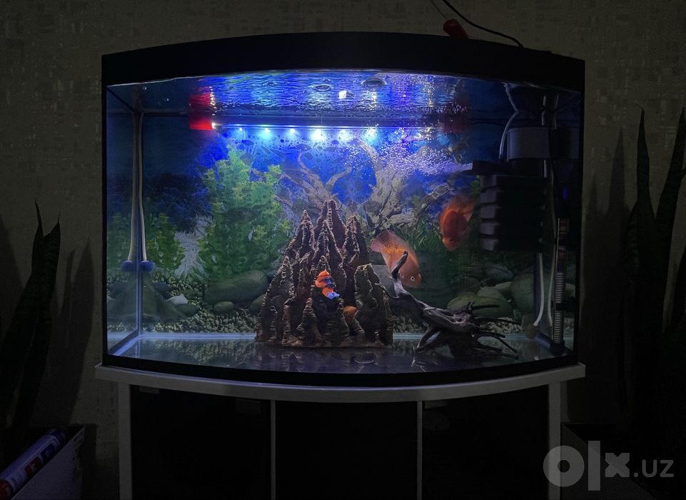 Akvarium tayyor holatda. Qo‘shimcha xarajatsiz ishlatasiz.