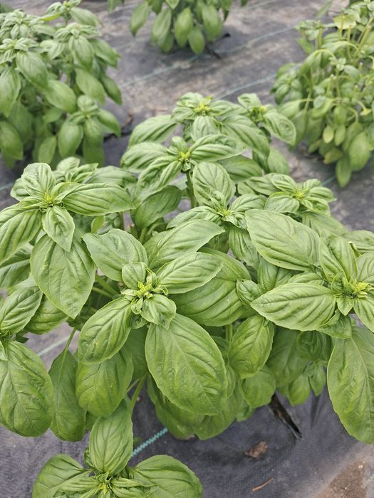Busuioc verde si rosu  proaspat