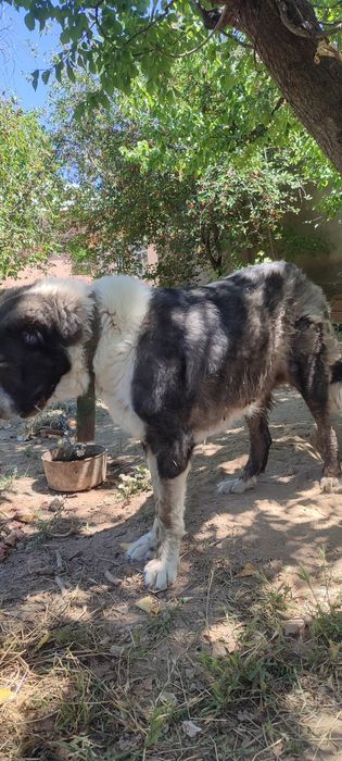 Собака, сучка, 4 лет