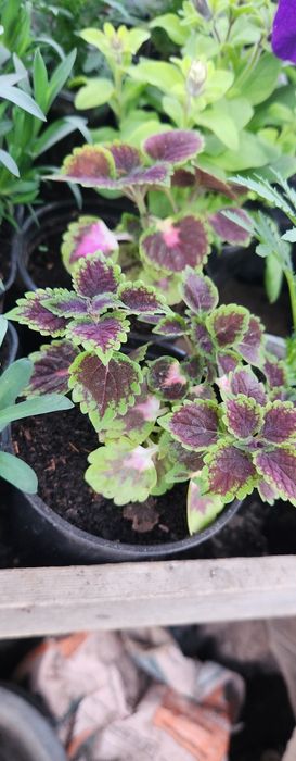 Продам цветы. Одналетки