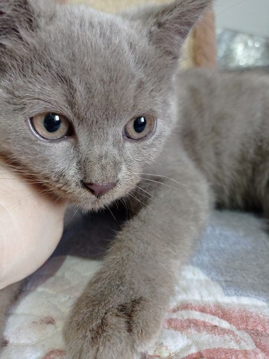 Продается  котята скотиш страйт