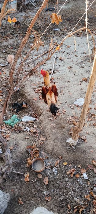 Xoʻroz dakang saman toza