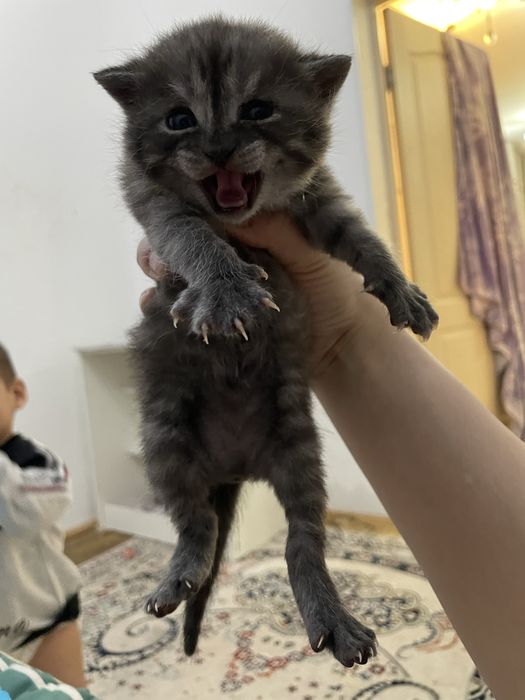 Красивые котята вислоухие.