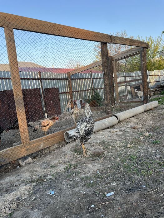 Продаеться дакан