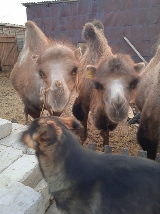 Продам верблюдов  .5 голов.