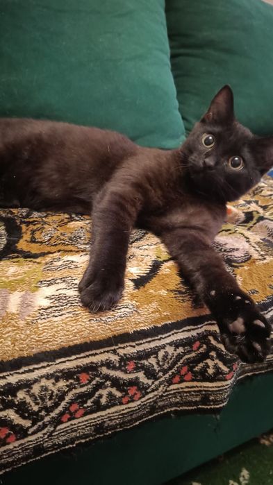 Отдам котёнка-мальчика