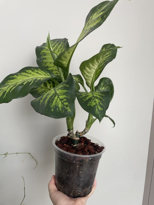 Диффенбахия - Dieffenbachia