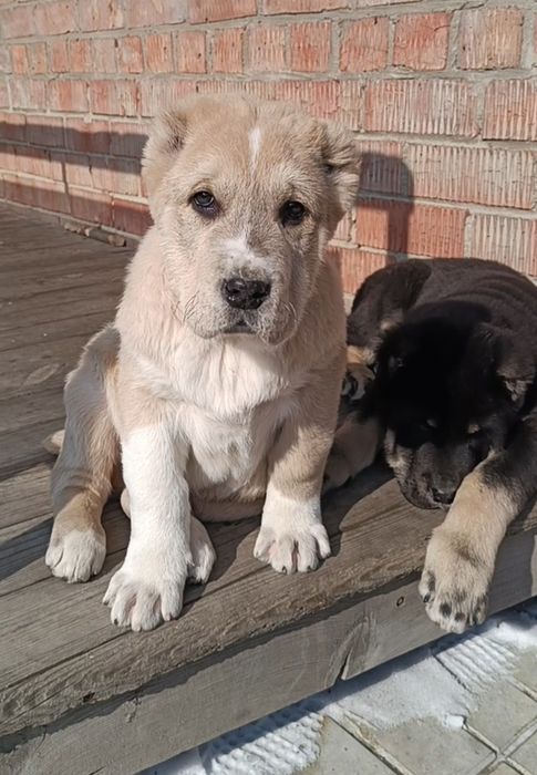 Продаются щенки САО(азиаты)