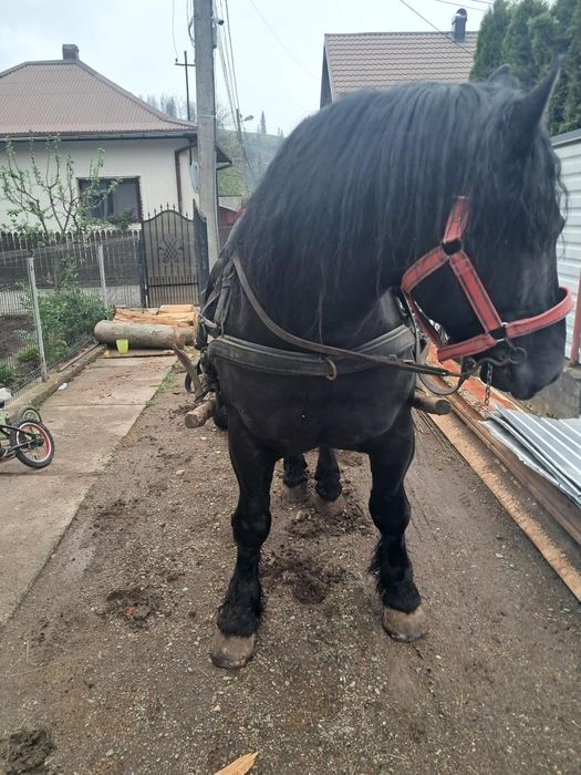 Vând armăsar de 6 ani