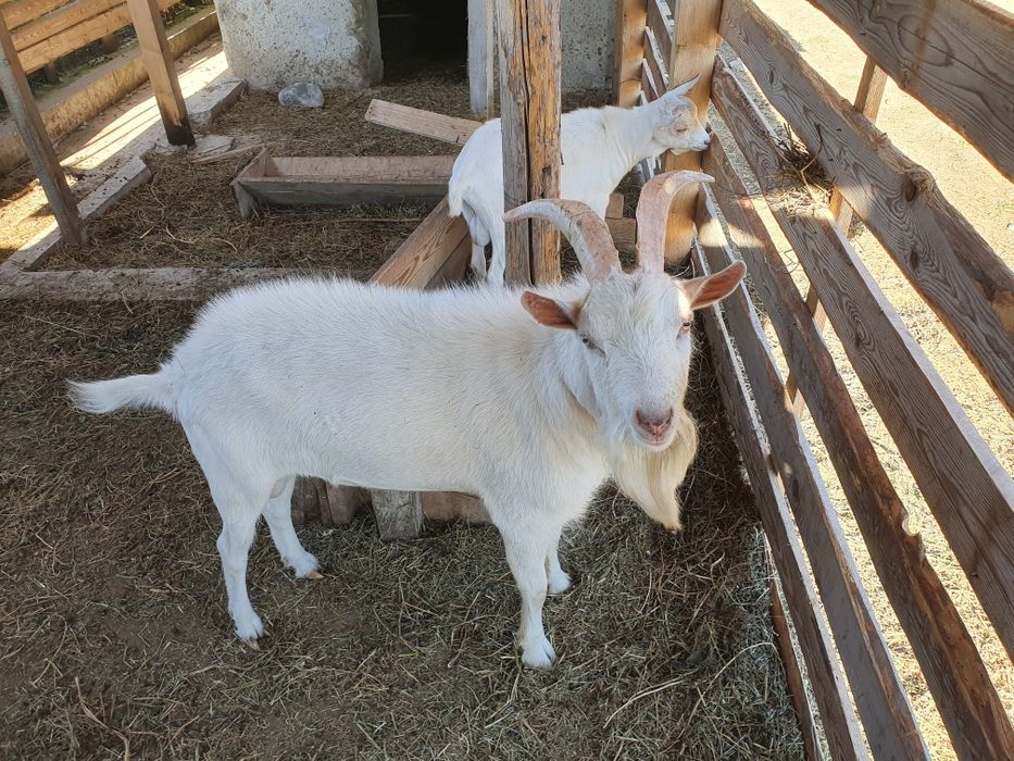 Vand tapi saneen pret negociabil sau schimb cu capre bune de lapte