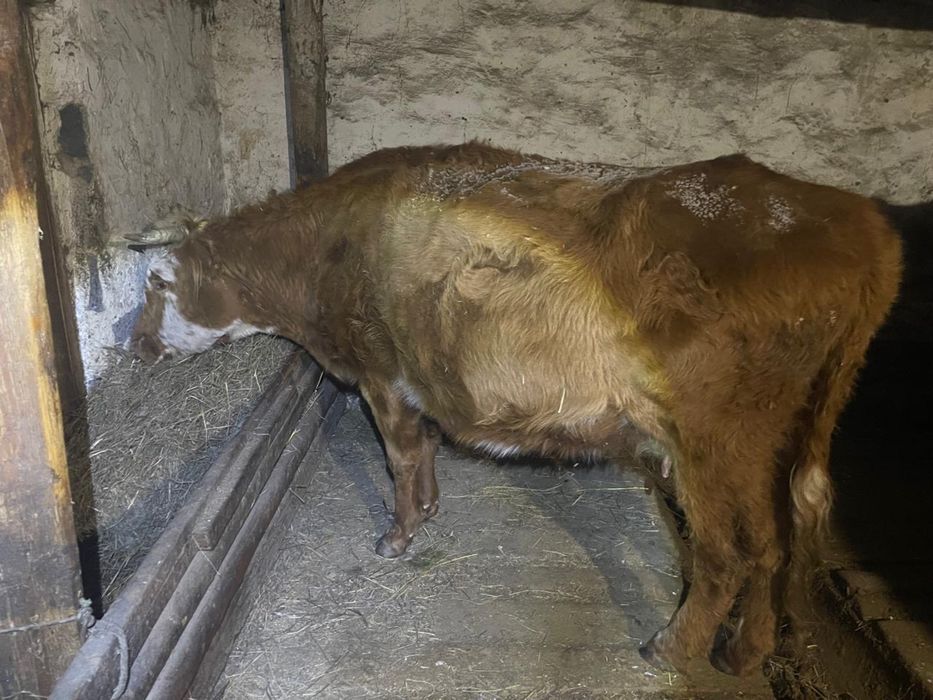 Продам корова, сиыр