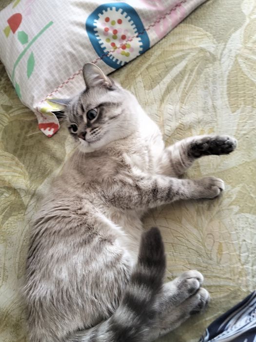 Отдам даром кота в добрые руки