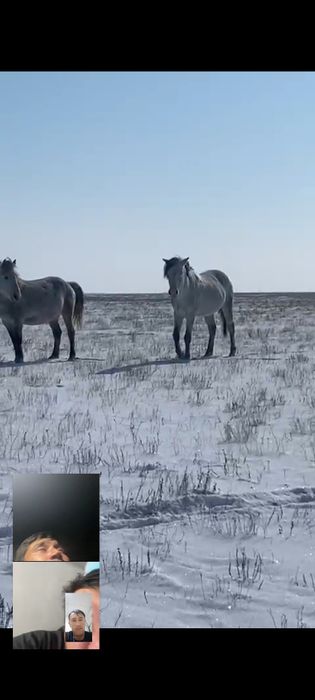 Айгыр сатылады 700 000