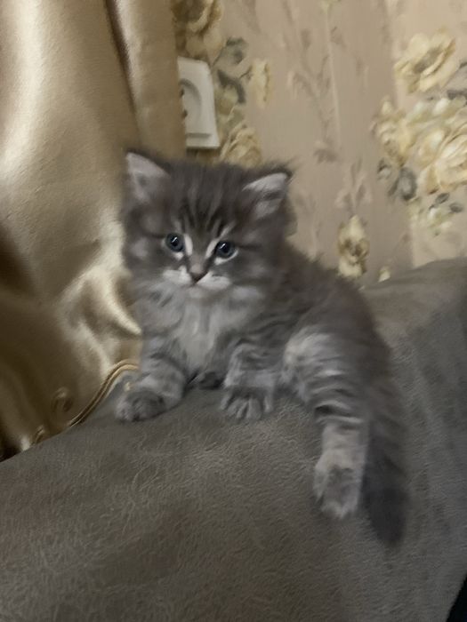 Котята хайленд страйт