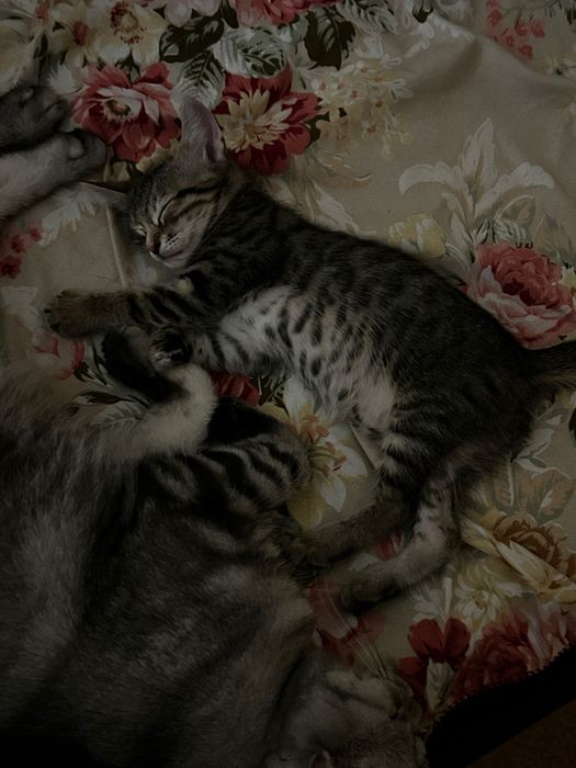 котята