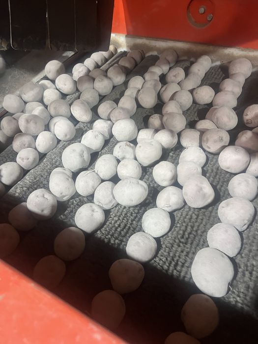 Cartofi de Calitate albi si rosii 50 +  de la Producator