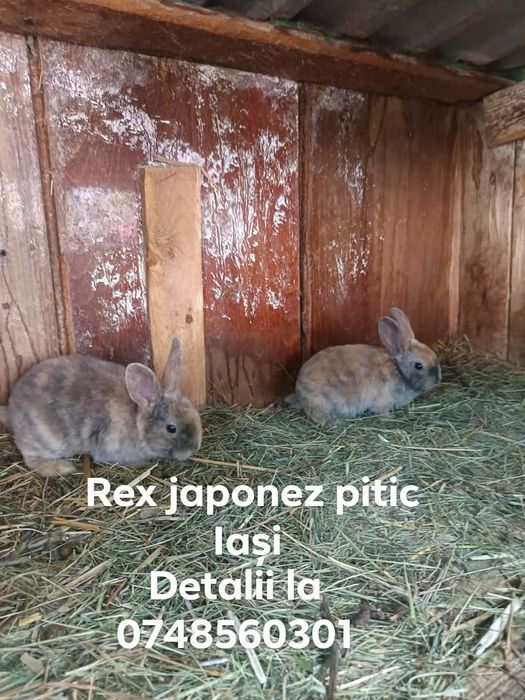 Iepurași pui cap de leu pitic Rex japonez pitic uriaș german californian doar pui