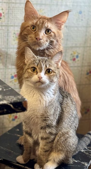 Чистокровный мейн-кун