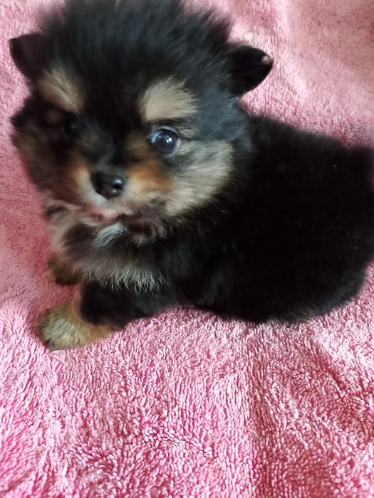 Щенки немецкого. Шпица