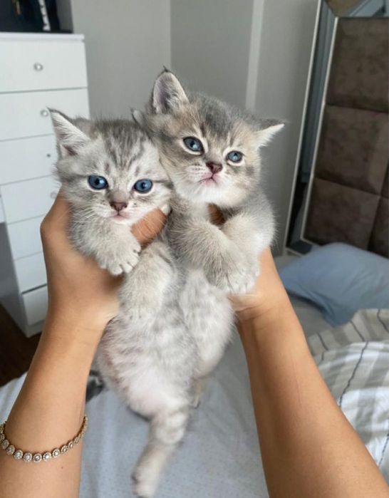 Британские котята