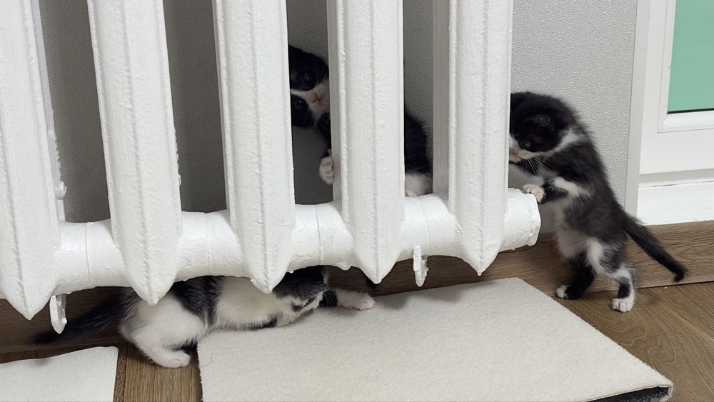 Отдам котят в добрые руки,1.5 месяца