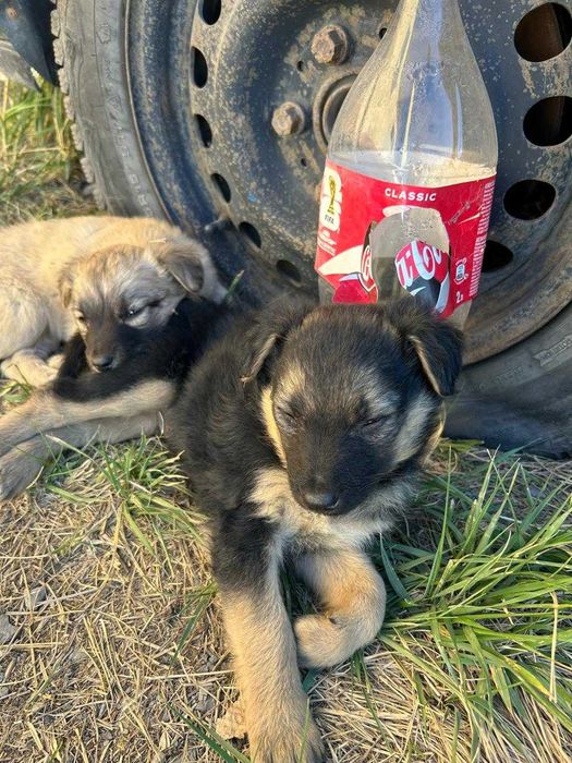 Щенки в добрые заботливые руки