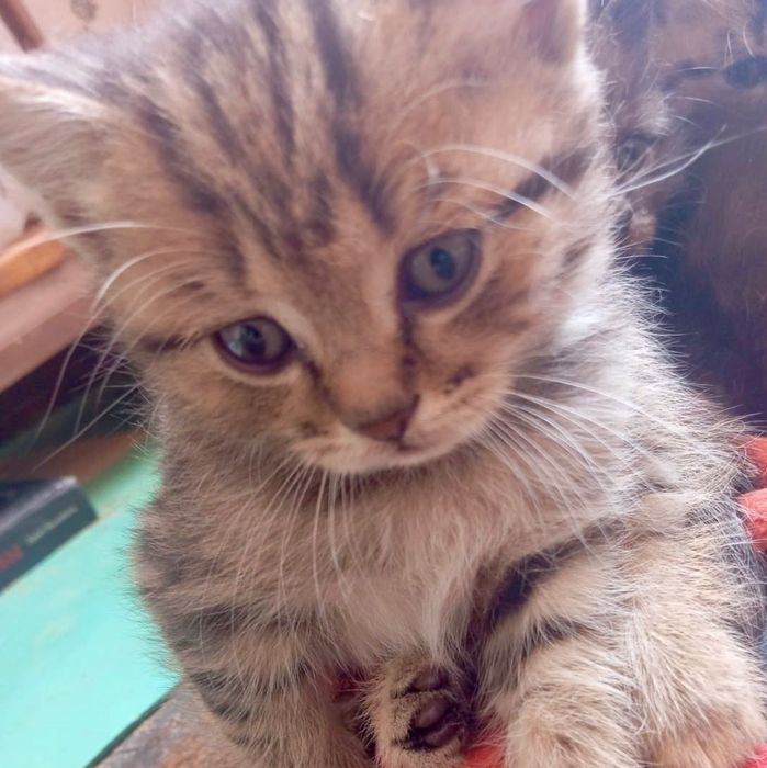 Котята шотландцы