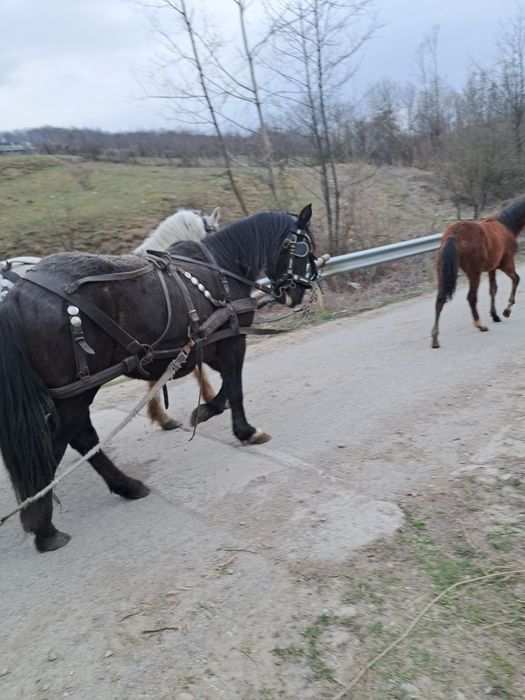 Vând iapa neagra și manza