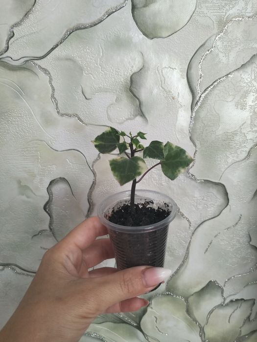 Продам комнатные цветы