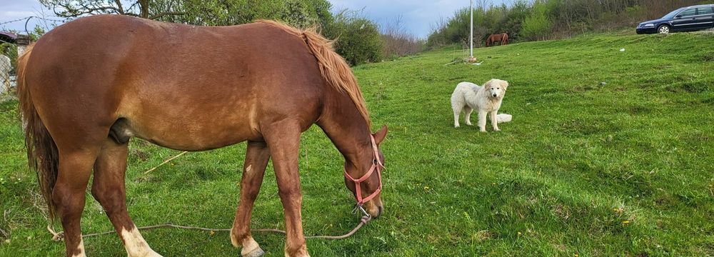 Vând mânz de 2 ani