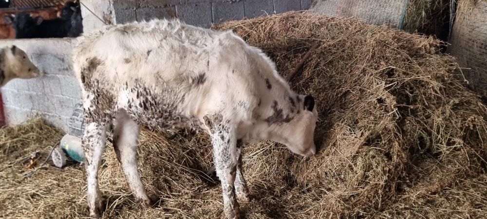 Taurasi si Vitele de crescut