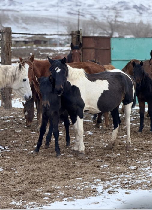 Лошади (кобылы, жеребята)