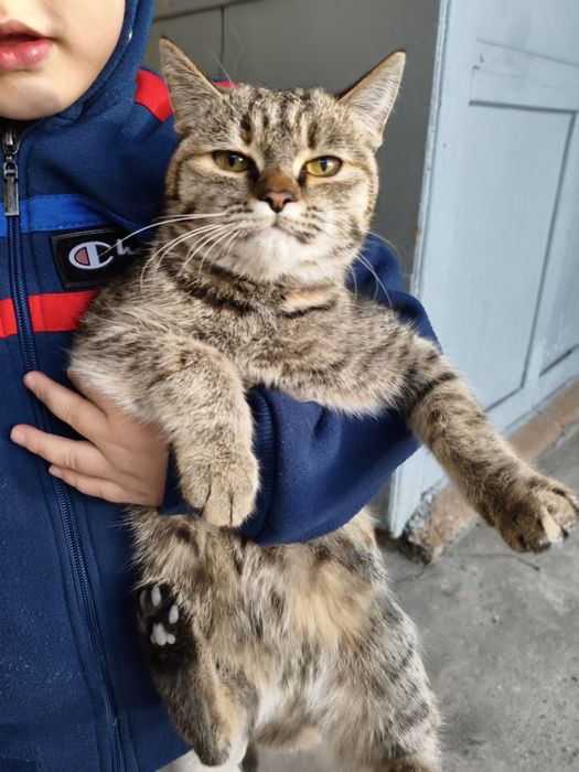 котенок бесплатно