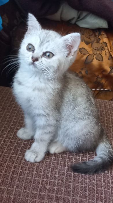 Продам веслоухий котят