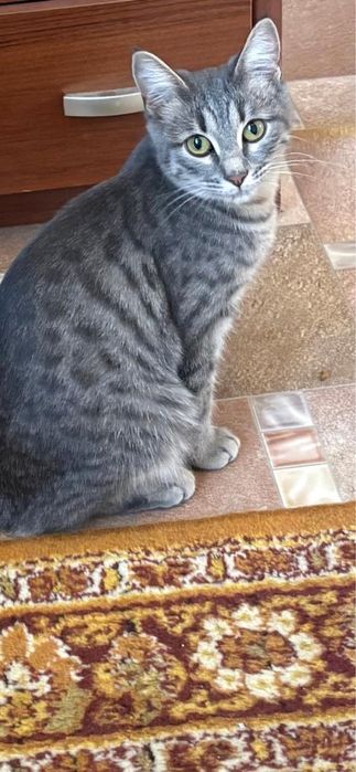 Кошечка в Добрые руки