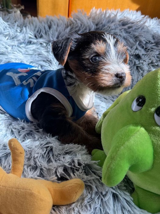 Йоркширски териер