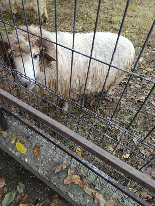 Animale de vanzare