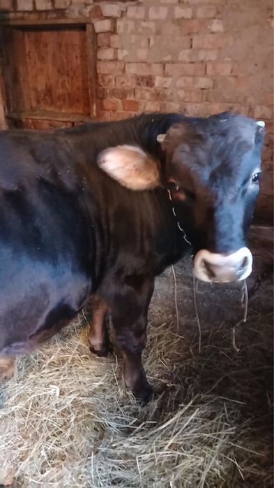 Vand vițel de 350 kg