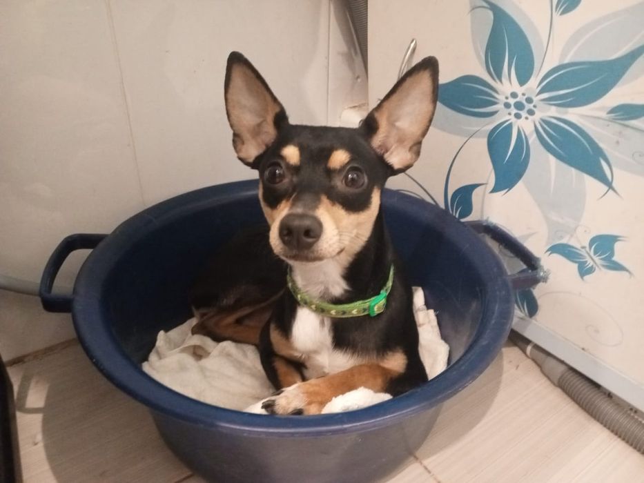 Продам карликового пинчера