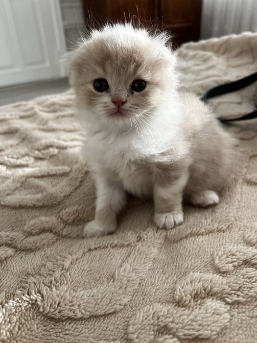 Продаются породистые котята