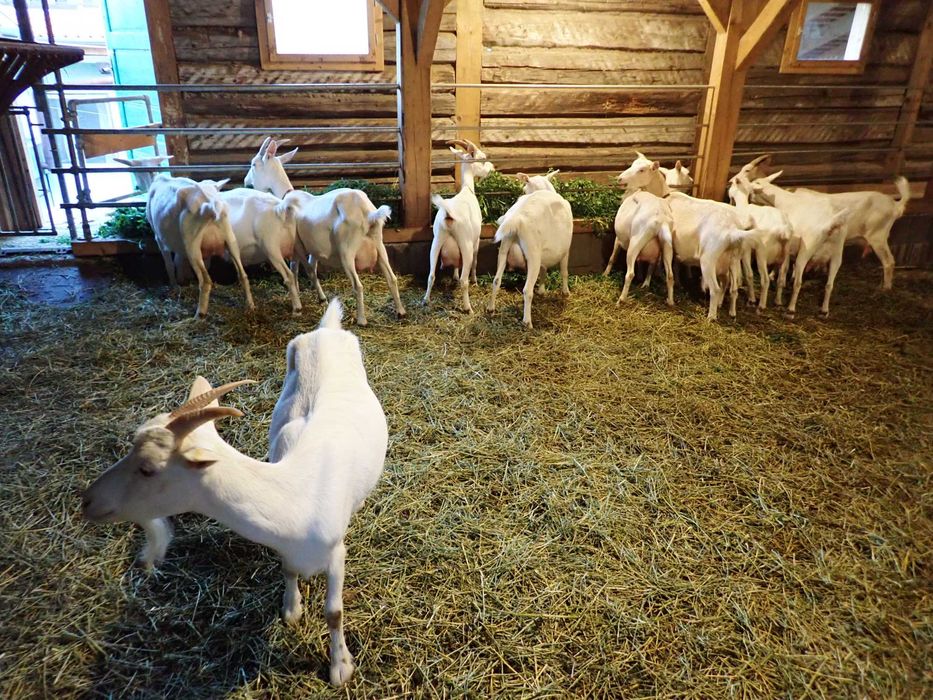 Saanen iezi (masculi) si ieduțe (femele)