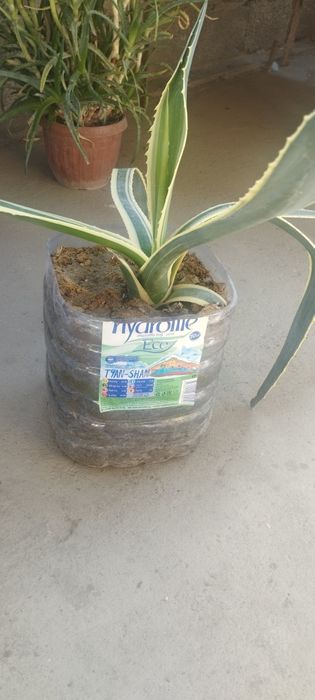 Sotiladi gullar  srochna